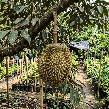 Durian (D24 / Sultan Durian Variety)
