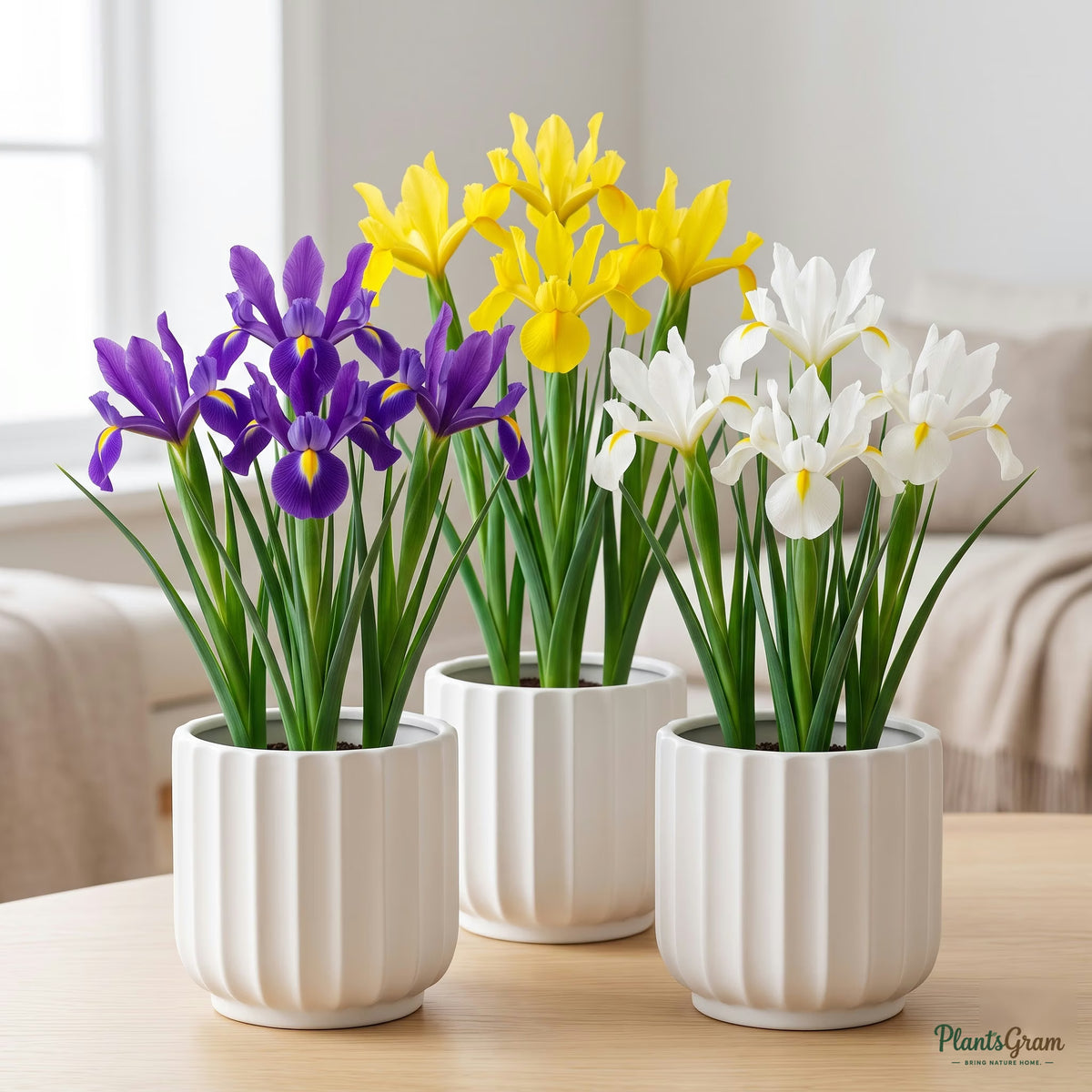 Dutch Iris plants in bloom in planters