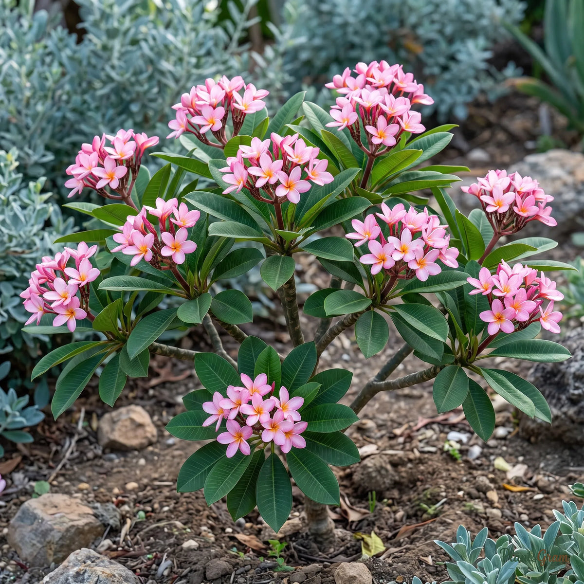 Dwarf pink Plumeria (Frangipani) flowering in a garden