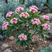 Dwarf pink Plumeria (Frangipani) flowering in a garden