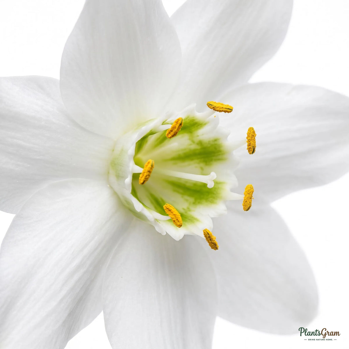 Close-up of Eucharis Lily white flower
