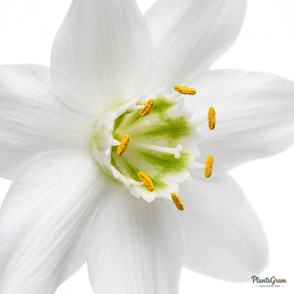 Close-up of Eucharis Lily white flower