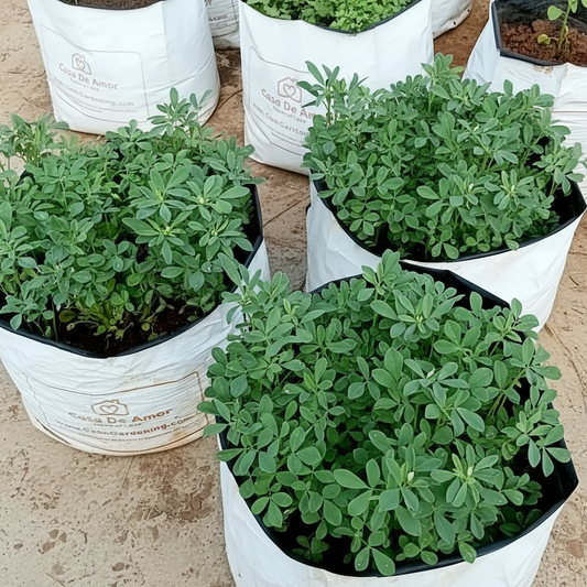 Fenugreek Methi Seeds