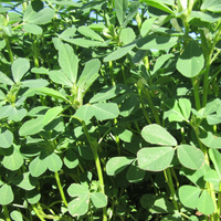 Premium Fenugreek (Methi) Seeds – High Germination & Easy to Grow | SeedsKart