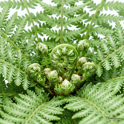 Tree Fern (Blechnum) - Dwarf Silver Lady Fern