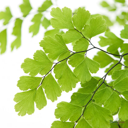 Close-up macro of delicate maidenhair fern fronds