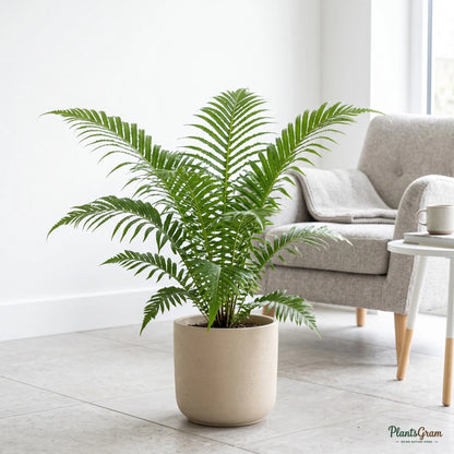 Tree Fern (Blechnum) - Dwarf Silver Lady Fern