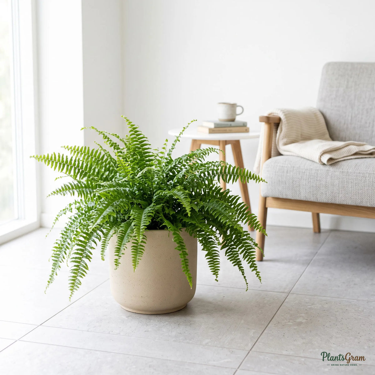Fern (Green)