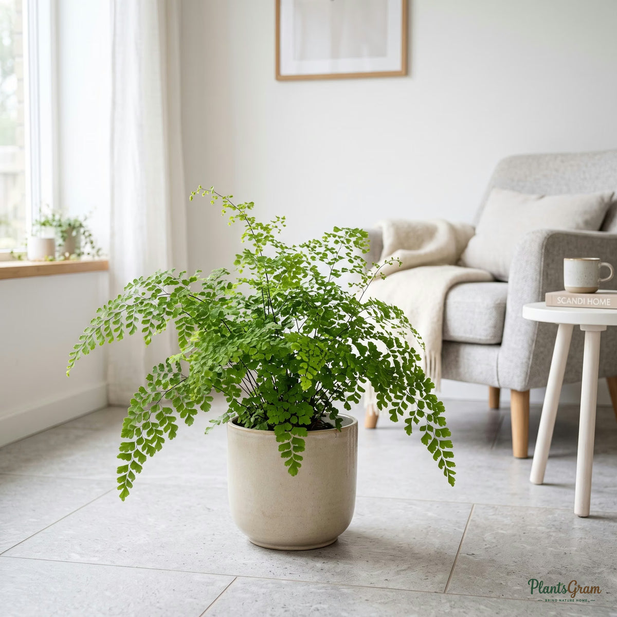 Maidenhair fern in a planter sitting on a tiled floor