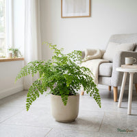 Maidenhair fern in a planter sitting on a tiled floor