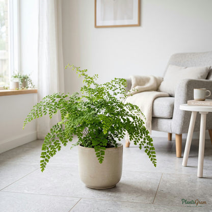 Maidenhair fern in a planter sitting on a tiled floor