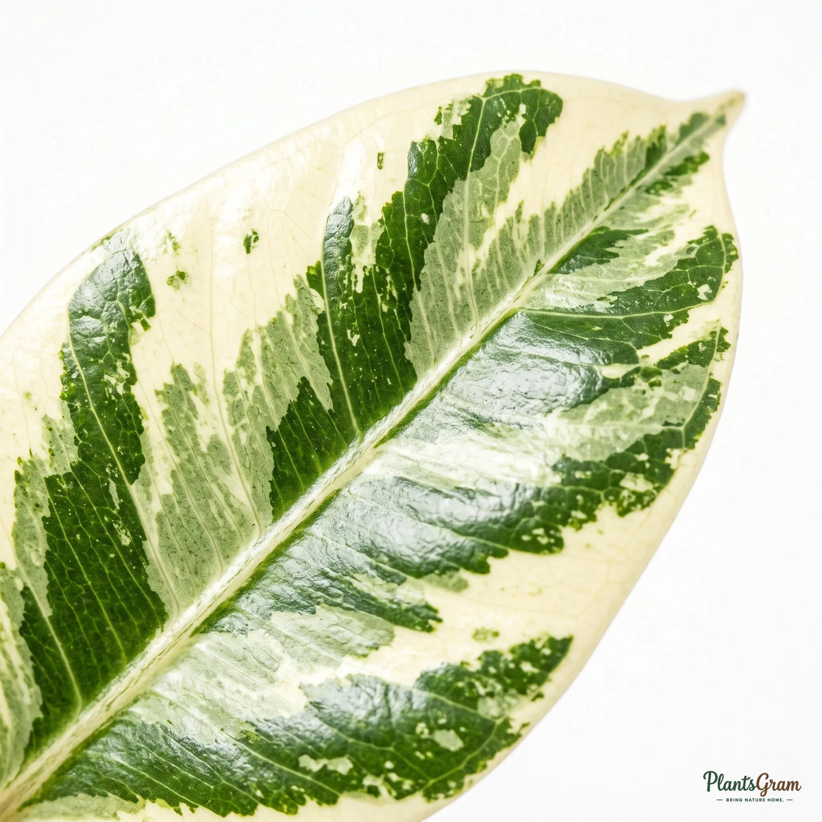 Ficus Safari Plant - Ficus Benjamina, Weeping Fig