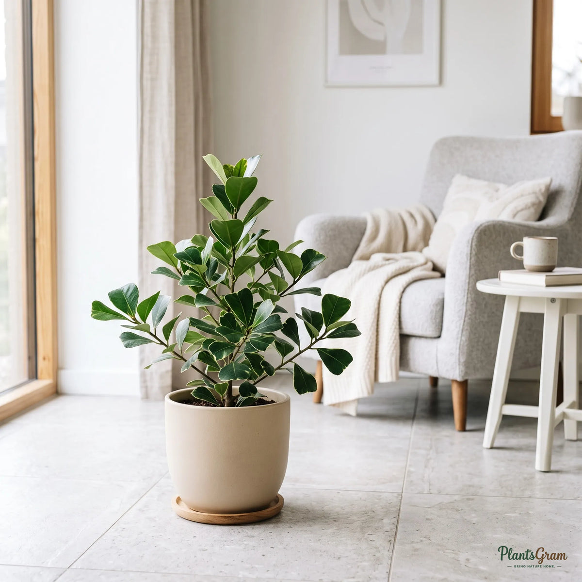 Ficus Triangularis (Ficus triangularis)
