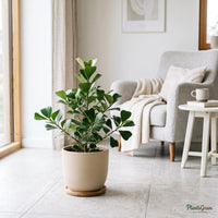 Ficus Triangularis (Ficus triangularis)