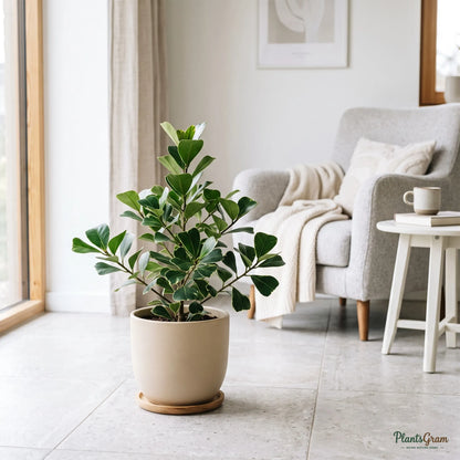 Ficus Triangularis (Ficus triangularis)