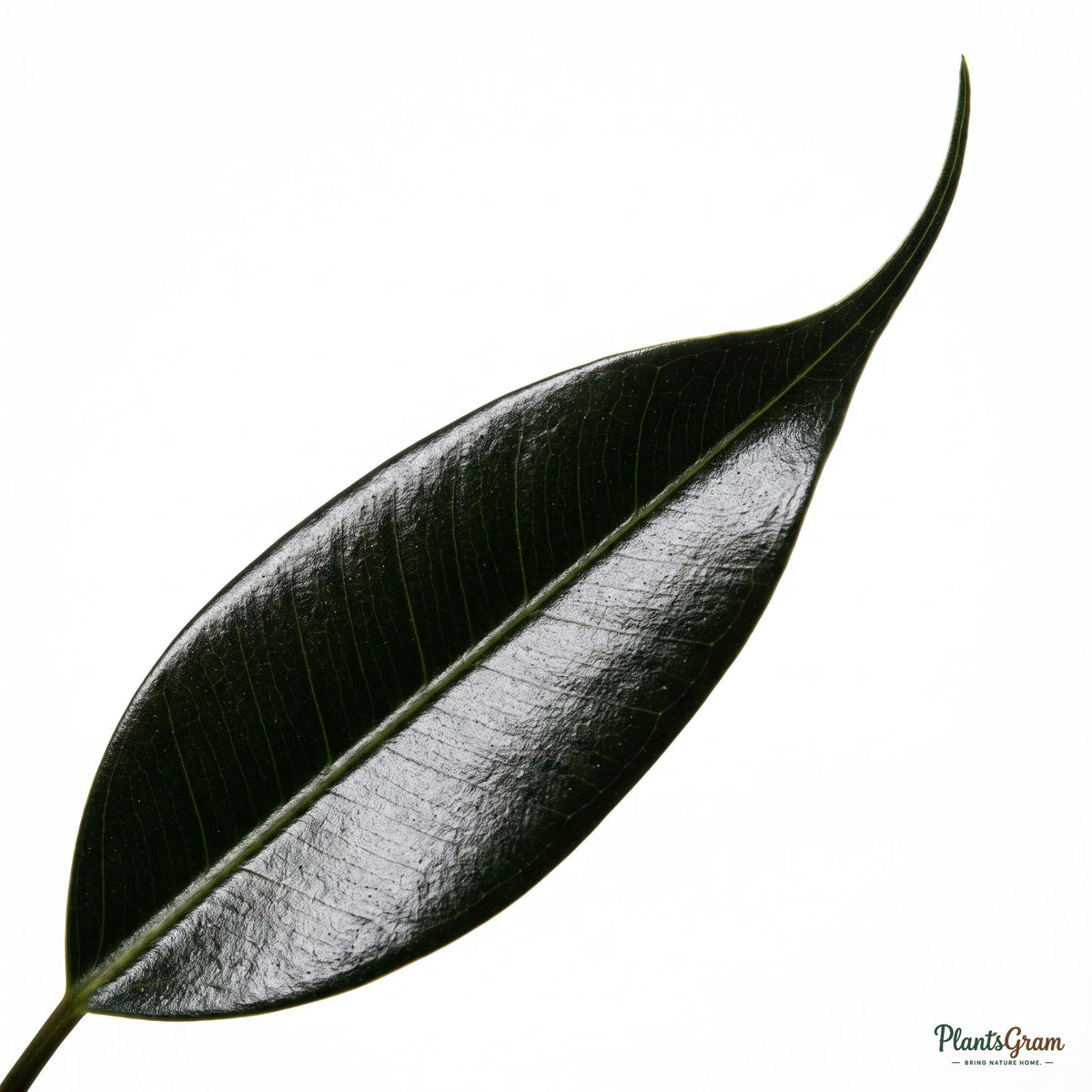 Close-up macro of Ficus leaf texture