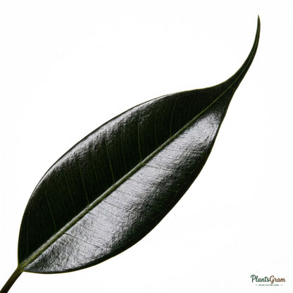 Close-up macro of Ficus leaf texture