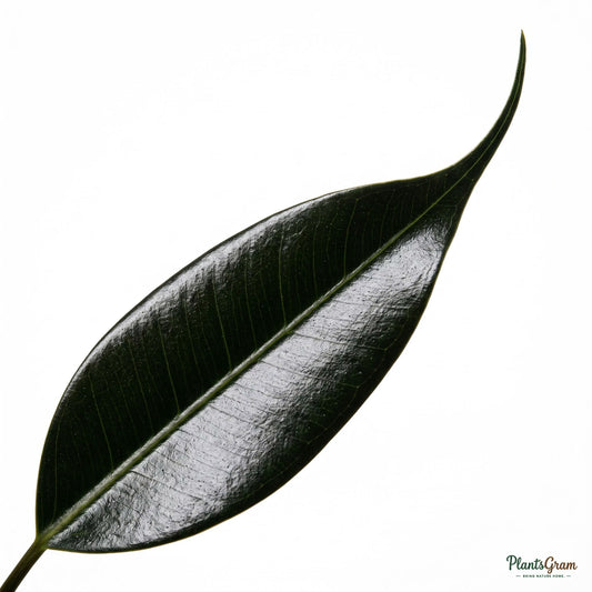 Close-up macro of Ficus leaf texture