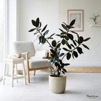 Ficus Black plant in a beige planter