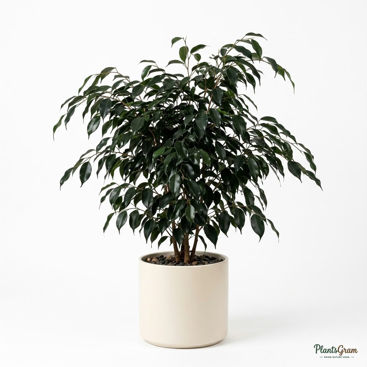 Ficus plant in a white planter