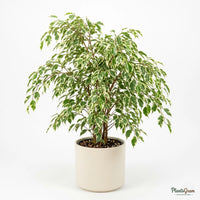 Ficus Safari Plant - Ficus Benjamina, Weeping Fig