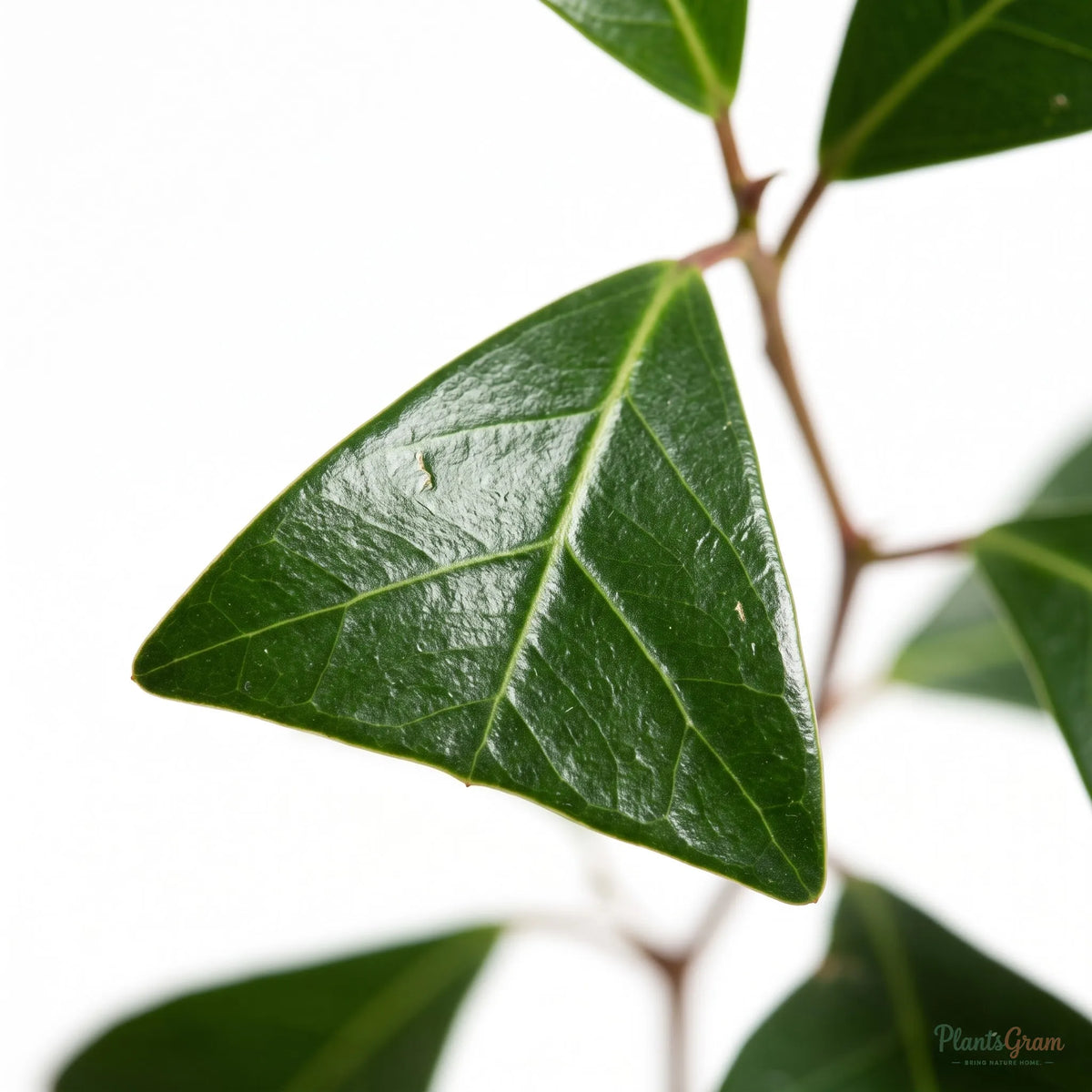 Ficus Triangularis (Ficus triangularis)