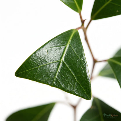 Ficus Triangularis (Ficus triangularis)