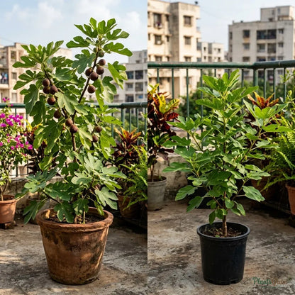 Fig - Puna (Anjeer)
