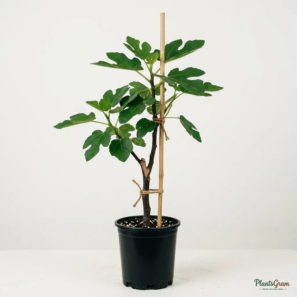Fig - Puna (Anjeer)