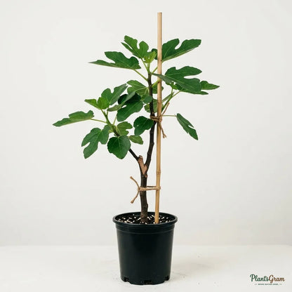 Fig - Puna (Anjeer)