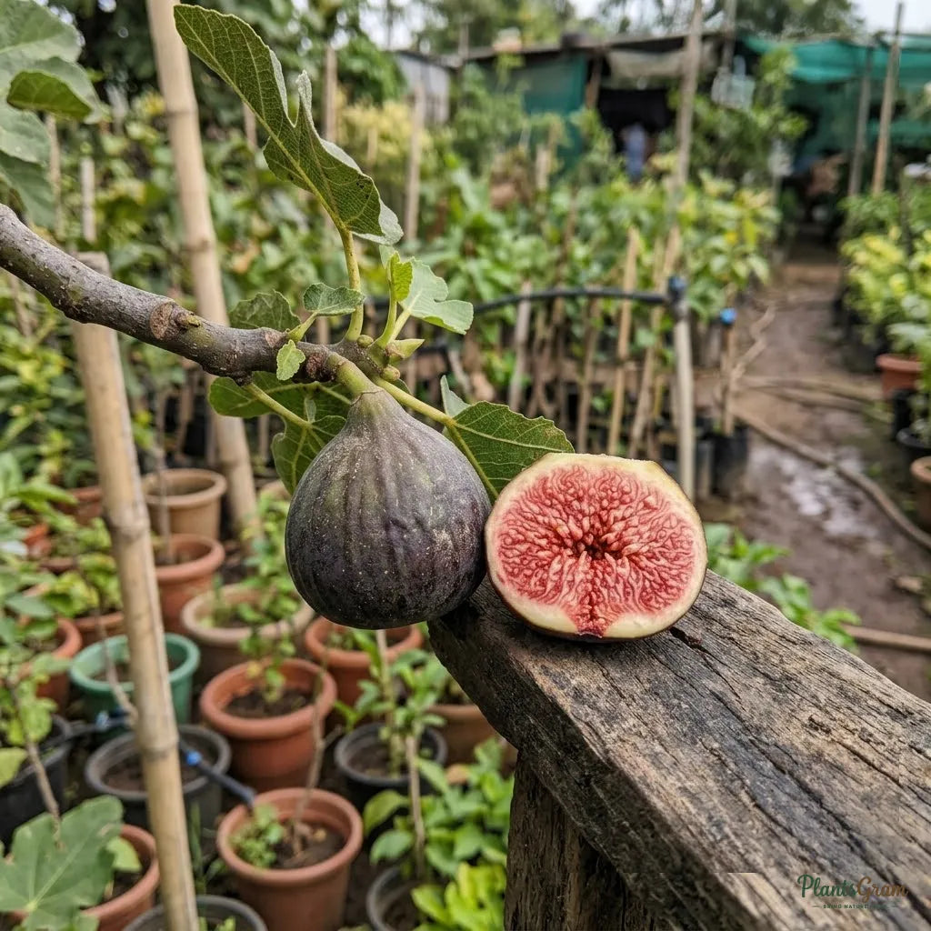 Fig - Puna (Anjeer)