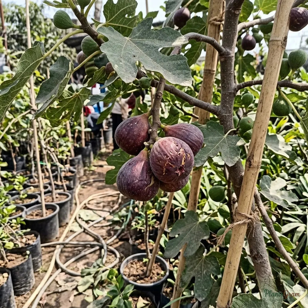 Fig - Puna (Anjeer)