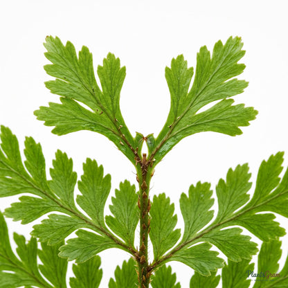 Close-up of fishtail fern frond tips showing the forked leaflet shape