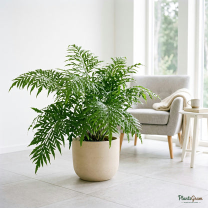 Fishtail fern in a planter, forked frond tips visible