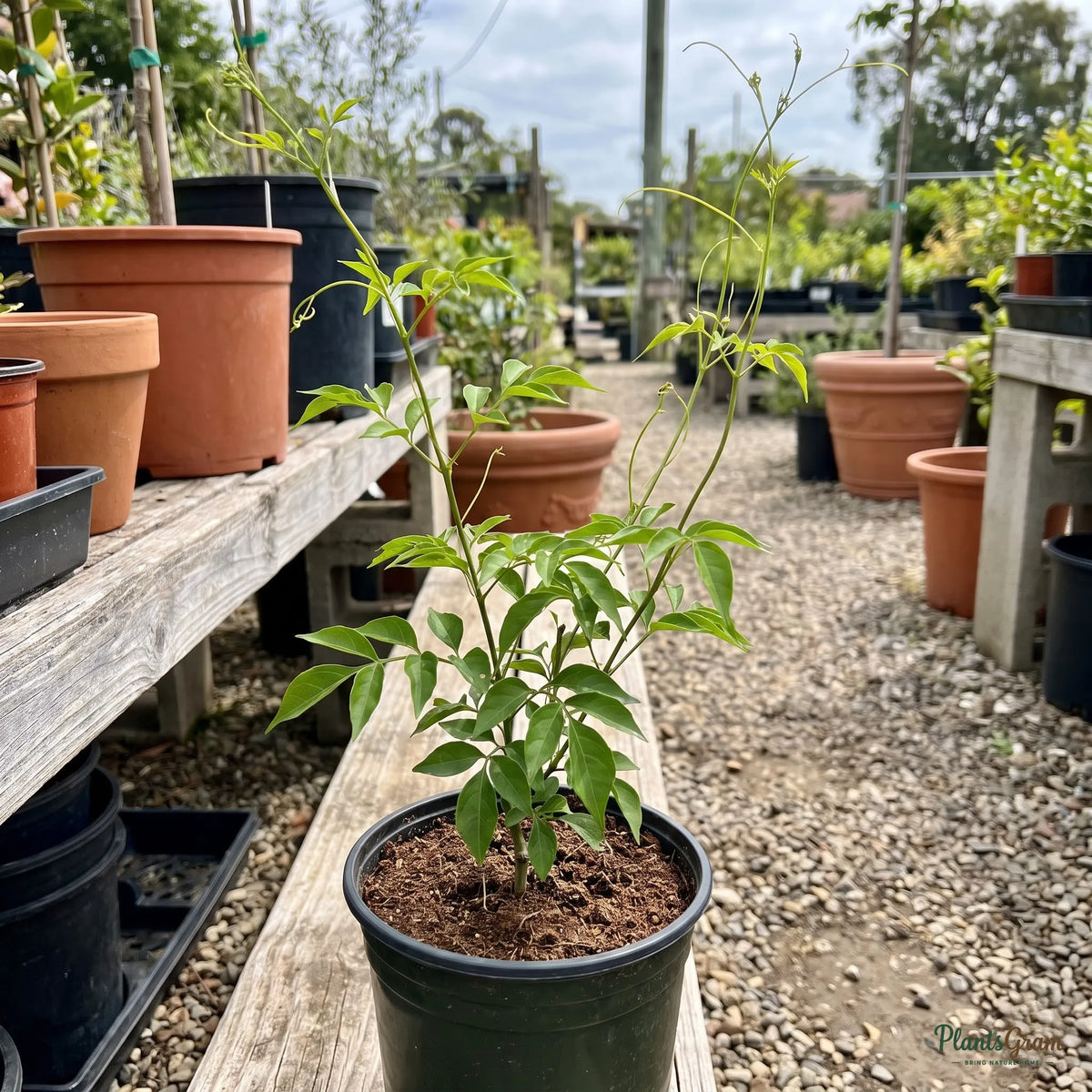 Flaming Trumpet nursery sapling in a black grow pot