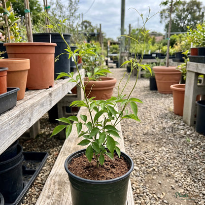 Flaming Trumpet nursery sapling in a black grow pot