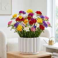 Freesia plant in bloom in a ceramic planter