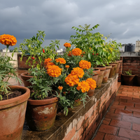 French Marigold Orange Flower Seeds
