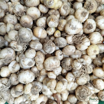 Ornithogalum (Chincherinchee) flower bulbs (dormant corms) ready for planting