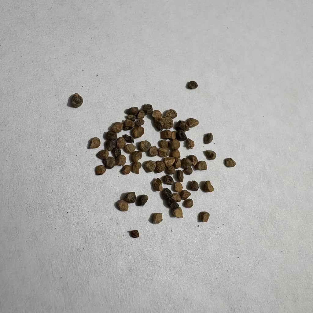 Nolana Blue | Flower Seeds