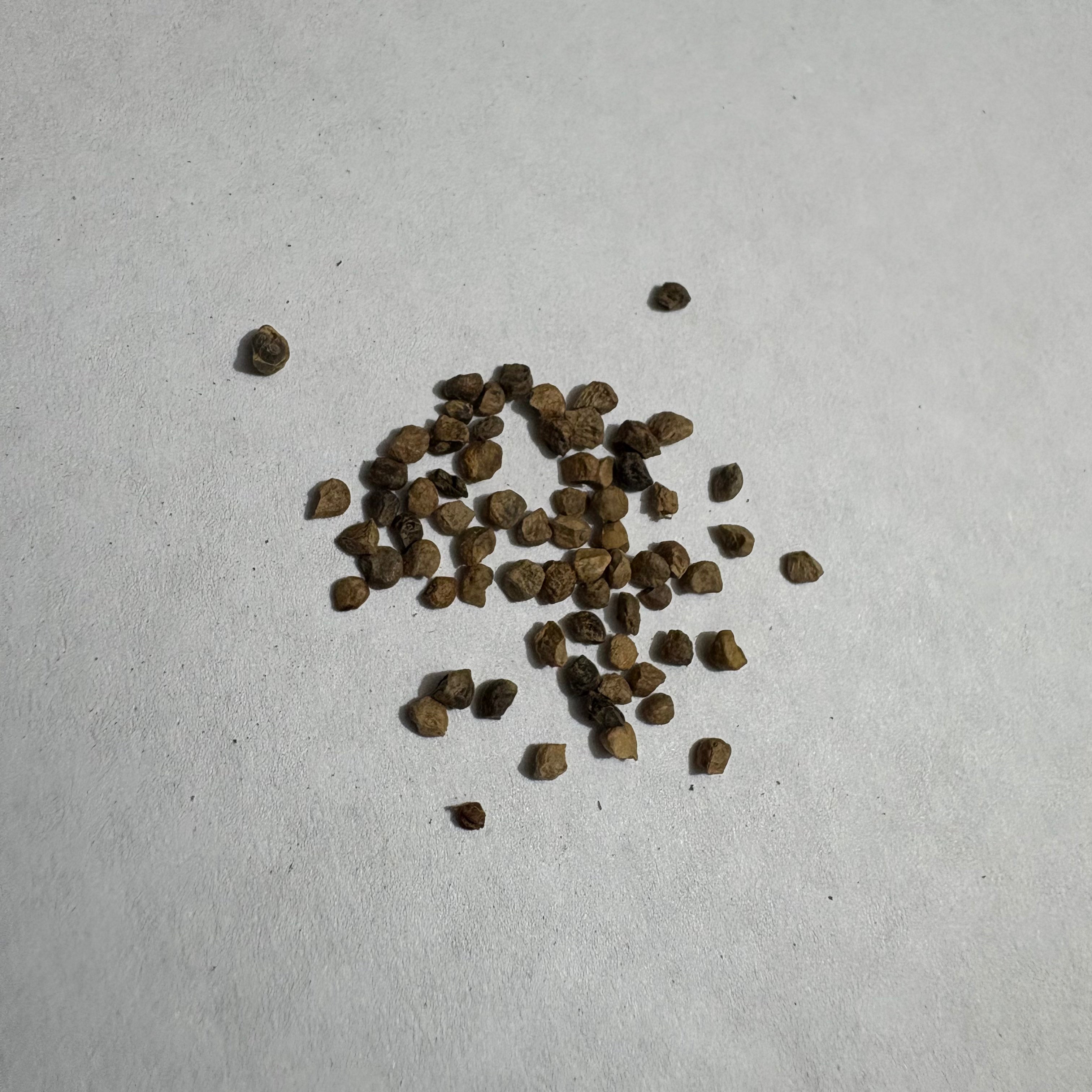 Nolana Blue | Flower Seeds