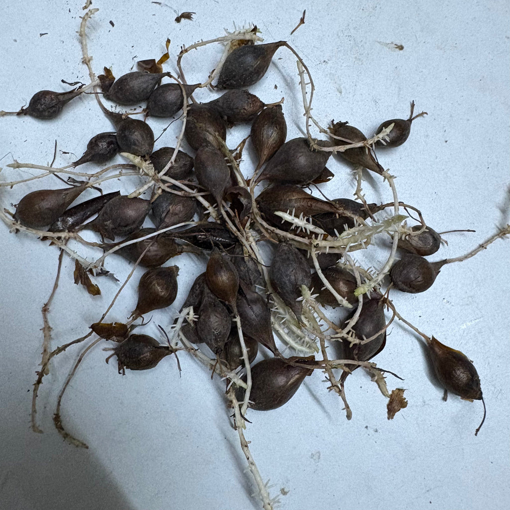 Oxalis Any Color Flower Bulbs