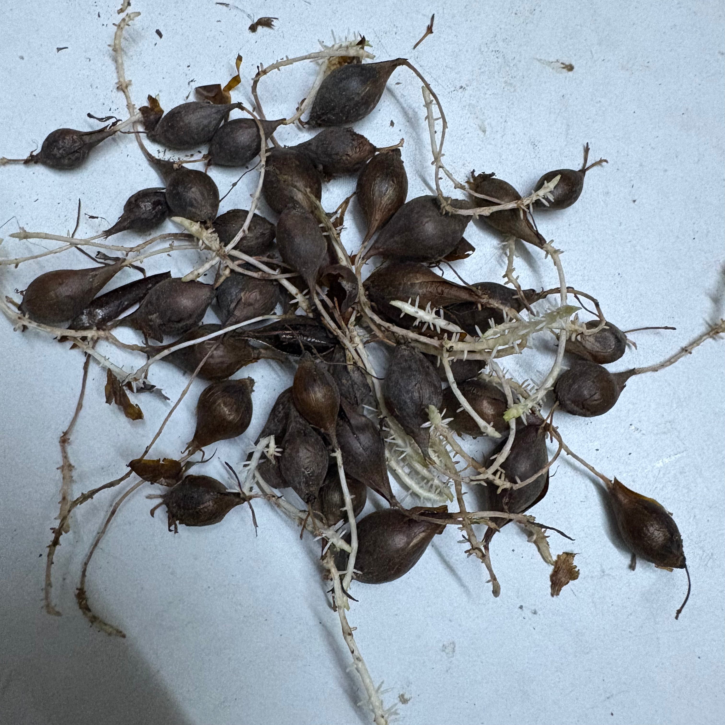 Oxalis Any Color Flower Bulbs