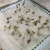 Gold Current Cherry Tomato Exotic Vegetable Seeds