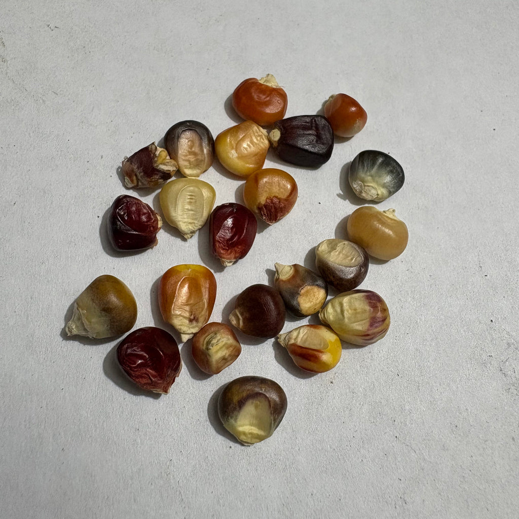Rainbow Corn Imported Seeds | Exotic Vegetable Seeds