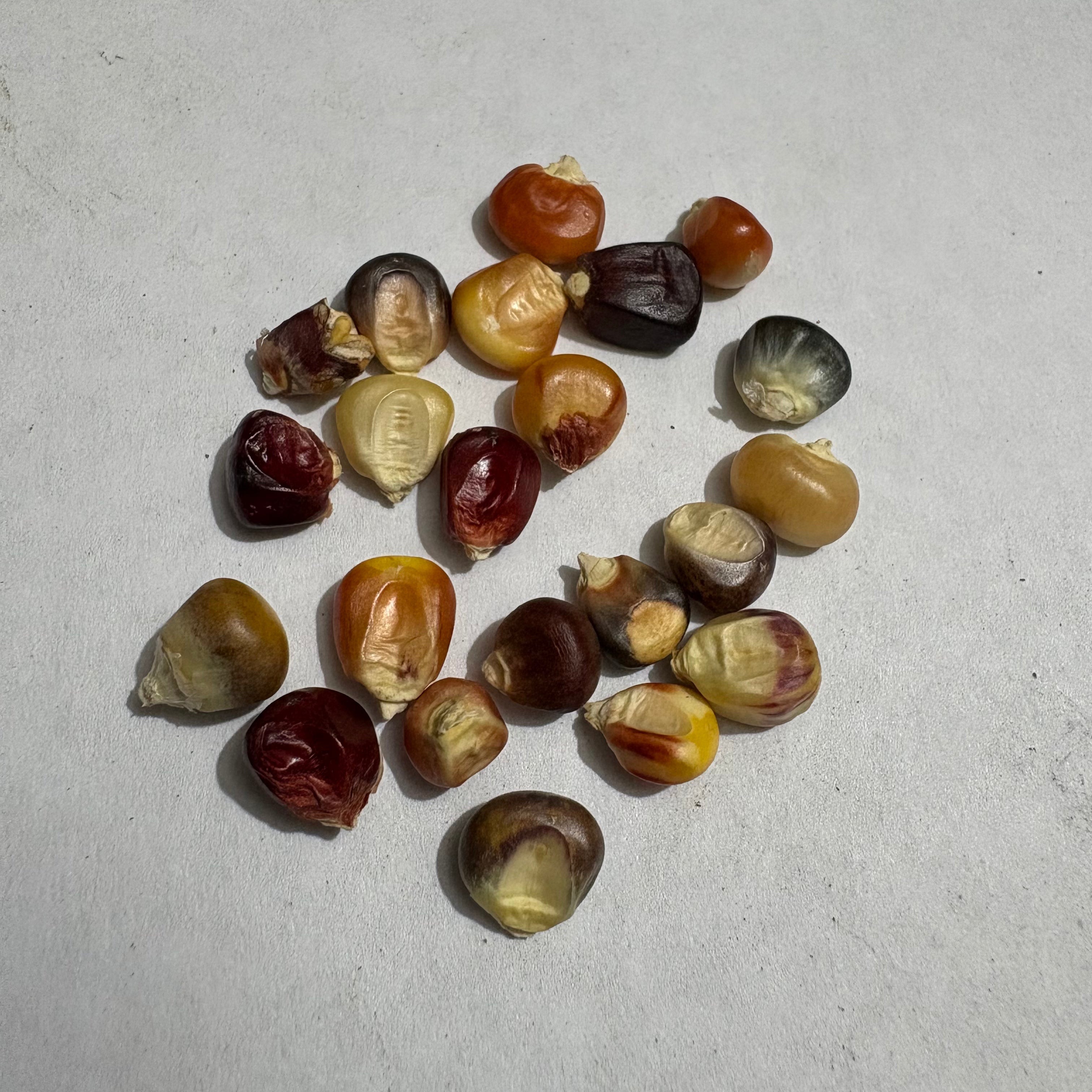 Rainbow Corn Imported Seeds | Exotic Vegetable Seeds