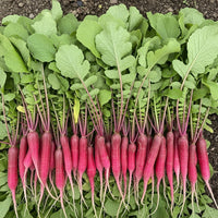 Radish Full Red Seeds