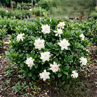 Gardenia (Jasmine Rose, White) - Gardenia jasminoides