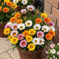 Gazania Sunshine Mix Flower Seeds
