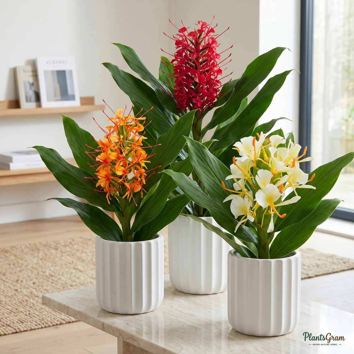 Hedychium Butterfly Ginger Lily plants in planters